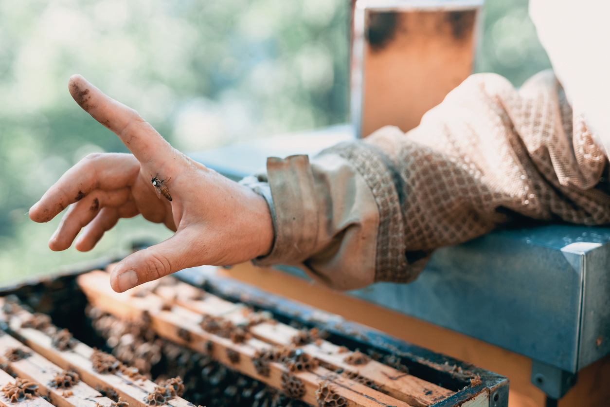 requeening a hive