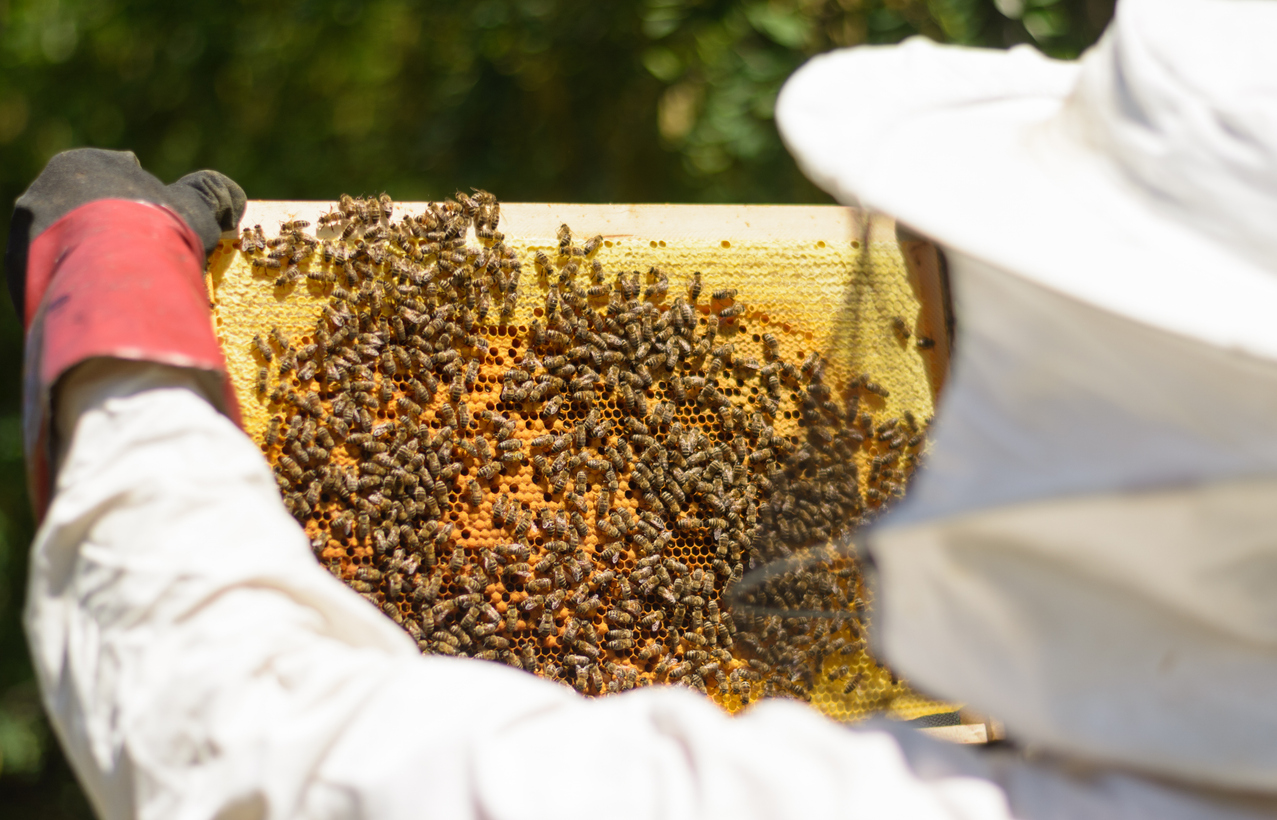 Beekeeper looking for honey bee diseases and pests