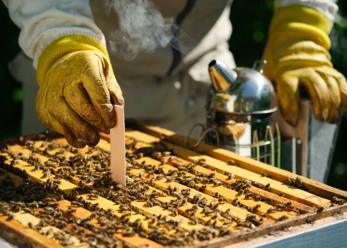 How to treat bees from varroa mite